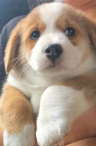 什么品種狗最聰明