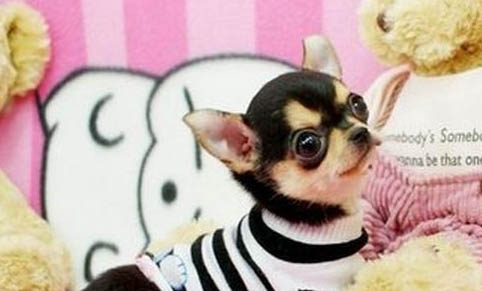 吉娃娃犬生病都有哪些征兆呢