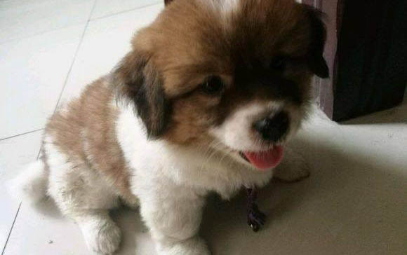 籠養幼犬多久回來