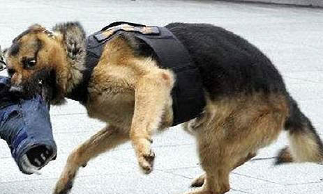 護衛(wèi)犬有哪些