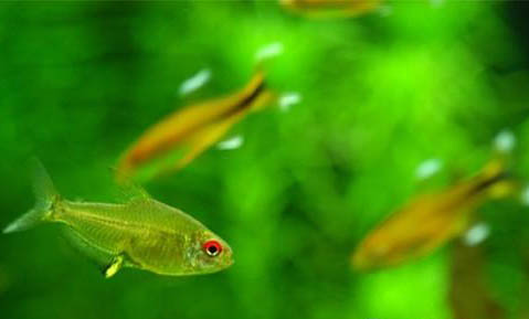 斑馬魚多長時間繁殖一次