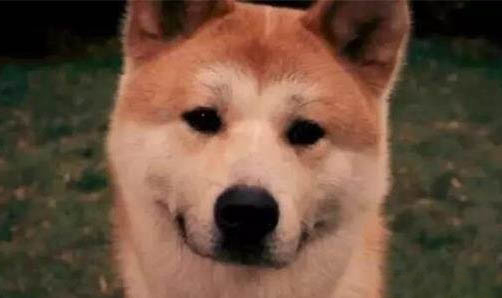 狗狗拔牙后會疼多久？