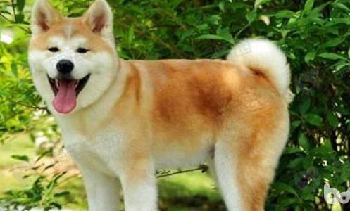 秋田犬有哪些優缺點