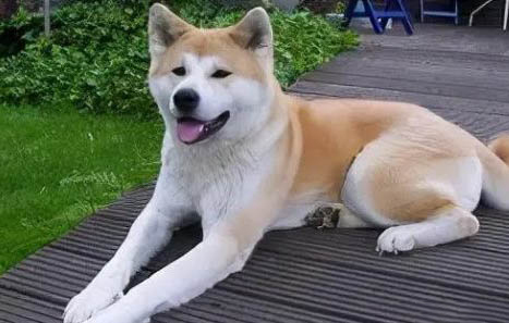秋田犬可以換主人嗎