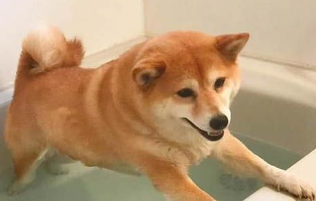 狗狗總是有眼屎是什么原因