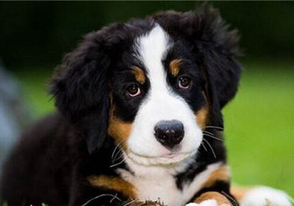 伯恩山犬的缺點有哪些