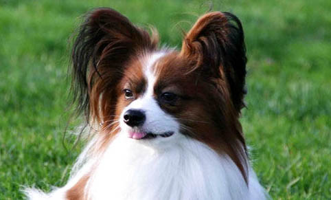 蝴蝶犬為什么喜歡咬人