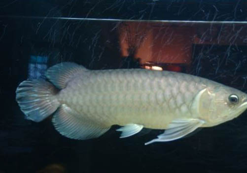 龍魚(yú)水溫多少為宜