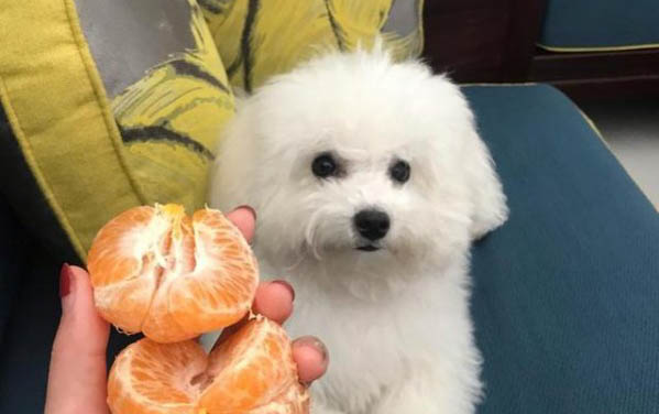 狗狗多大才算成年犬