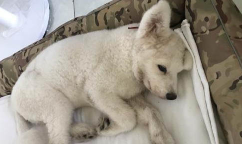 治療犬瘟熱用哪些藥