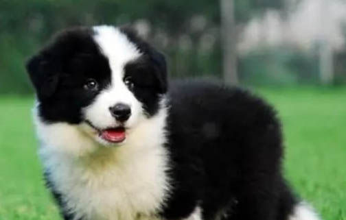 邊境牧羊犬發燒什么癥狀有哪些
