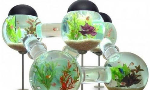 魚缸里水草的作用