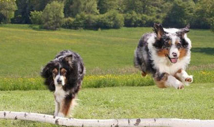英國古代牧羊犬價格？古牧飼養注意事項有哪些？