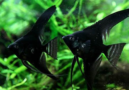 七彩神仙魚能長多大