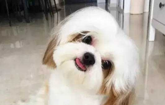 什么原因導致狗狗掉毛