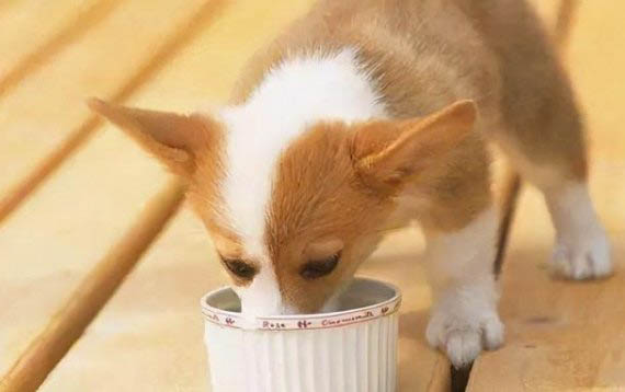 犬瘟細(xì)小發(fā)作多久死亡