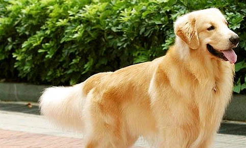 金毛犬的喂養(yǎng)