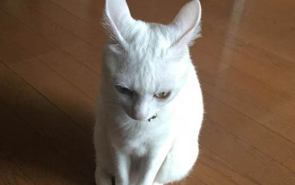 小貓發出呼嚕聲是什么意思
