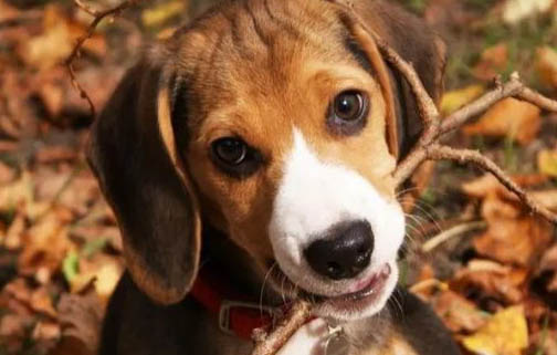 比格犬價格多少錢一只