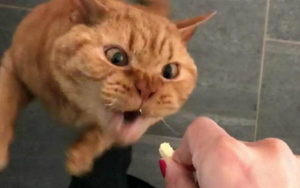 貓能不能吃龍眼嗎