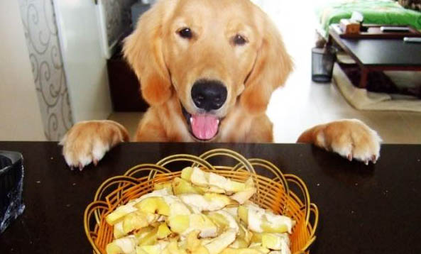 犬瘟熱抽搐還能治好嗎