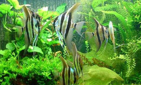 清理魚缸糞便妙招?
