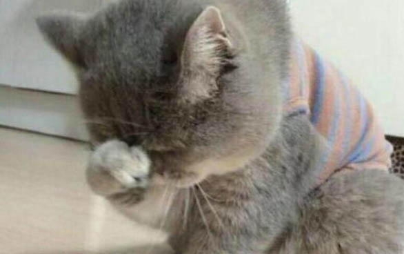 貓咪多久生產