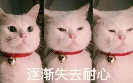 養小貓咪的注意事項有哪些