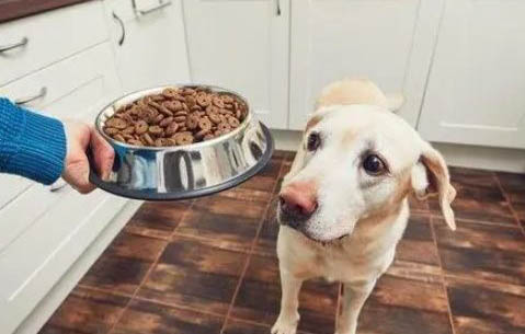 養狗常用的狗飼料配方