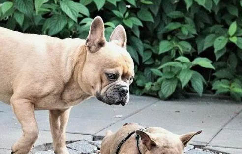 斗牛犬比賽看哪個好看