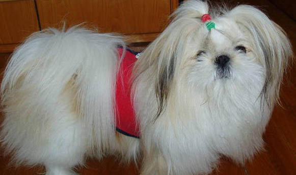 西施犬愛睡覺為什么