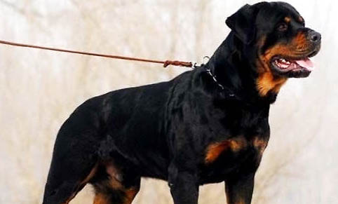 怎么訓練羅威納犬?