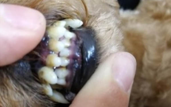 狗狗四腳朝天扭動的原因及處理方法