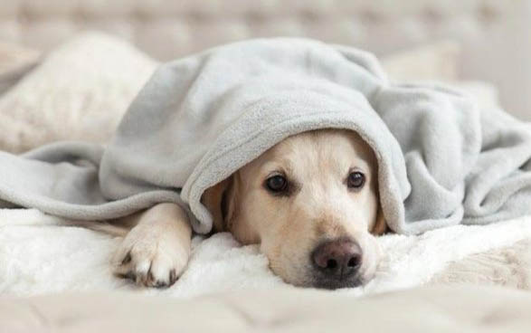 幼犬得狂犬病都有什么癥狀