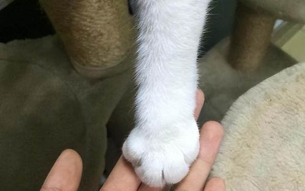 貓咪單只眼睛腫了怎么辦