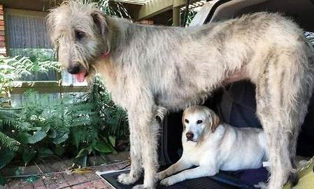 蘇俄獵狼犬什么價(jià)位