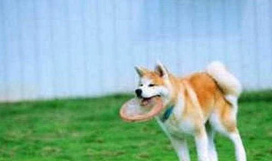 秋田犬怎么看品相