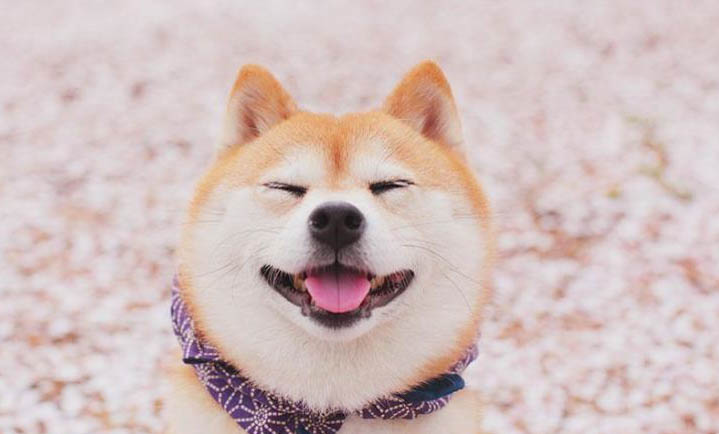 秋田犬和柴犬哪個更適合家庭