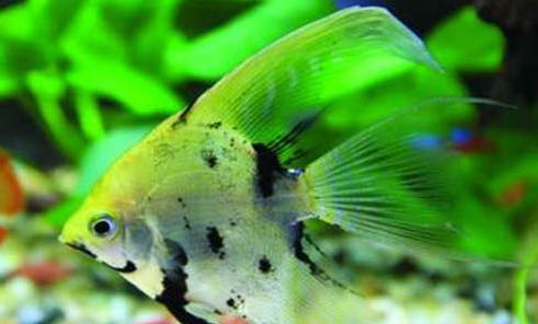 什么時候給魚缸消毒