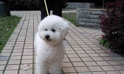 狗狗可以吃冷酸奶嗎