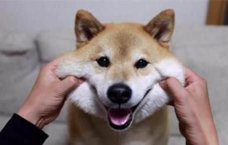柴犬為什么會(huì)放屁？如何處理以及注意事項(xiàng)是什么？