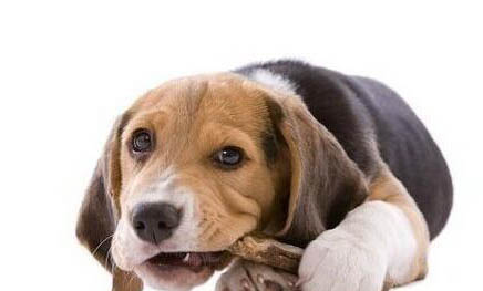 犬瘟要多久才能拉稀