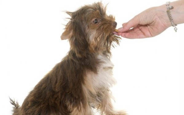 泰迪狗的壽命是多少年