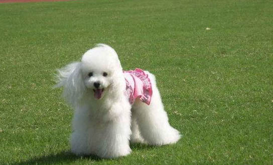 中型貴賓犬多少錢一只