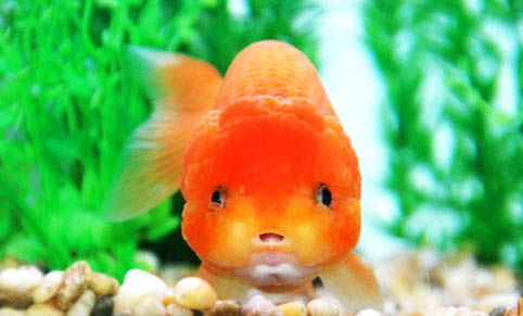 熱帶魚種類及名稱