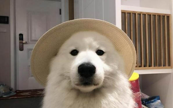 薩摩耶丟了會想主人嗎