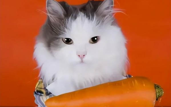 孕貓要生的征兆