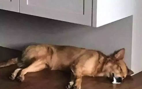 狗狗身上有狗豆子吃什么藥好啊?