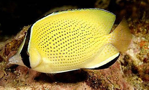 怎么知道孔雀魚要生了
