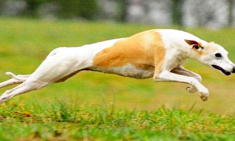 惠比特犬打架厲害嗎